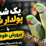 یک شبه پولدار شو با پرورش طوطی!
