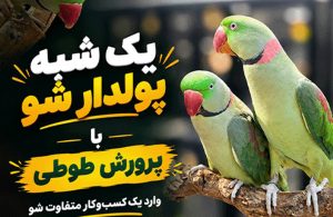 یک شبه پولدار شو با پرورش طوطی
