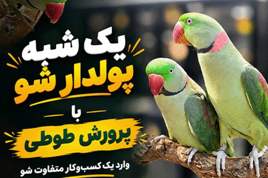 یک شبه پولدار شو با پرورش طوطی!