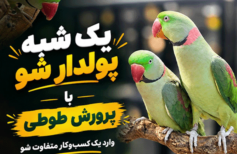 یک شبه پولدار شو با پرورش طوطی!